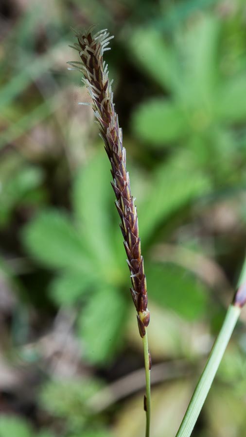 Carex flacca / Carice glauca